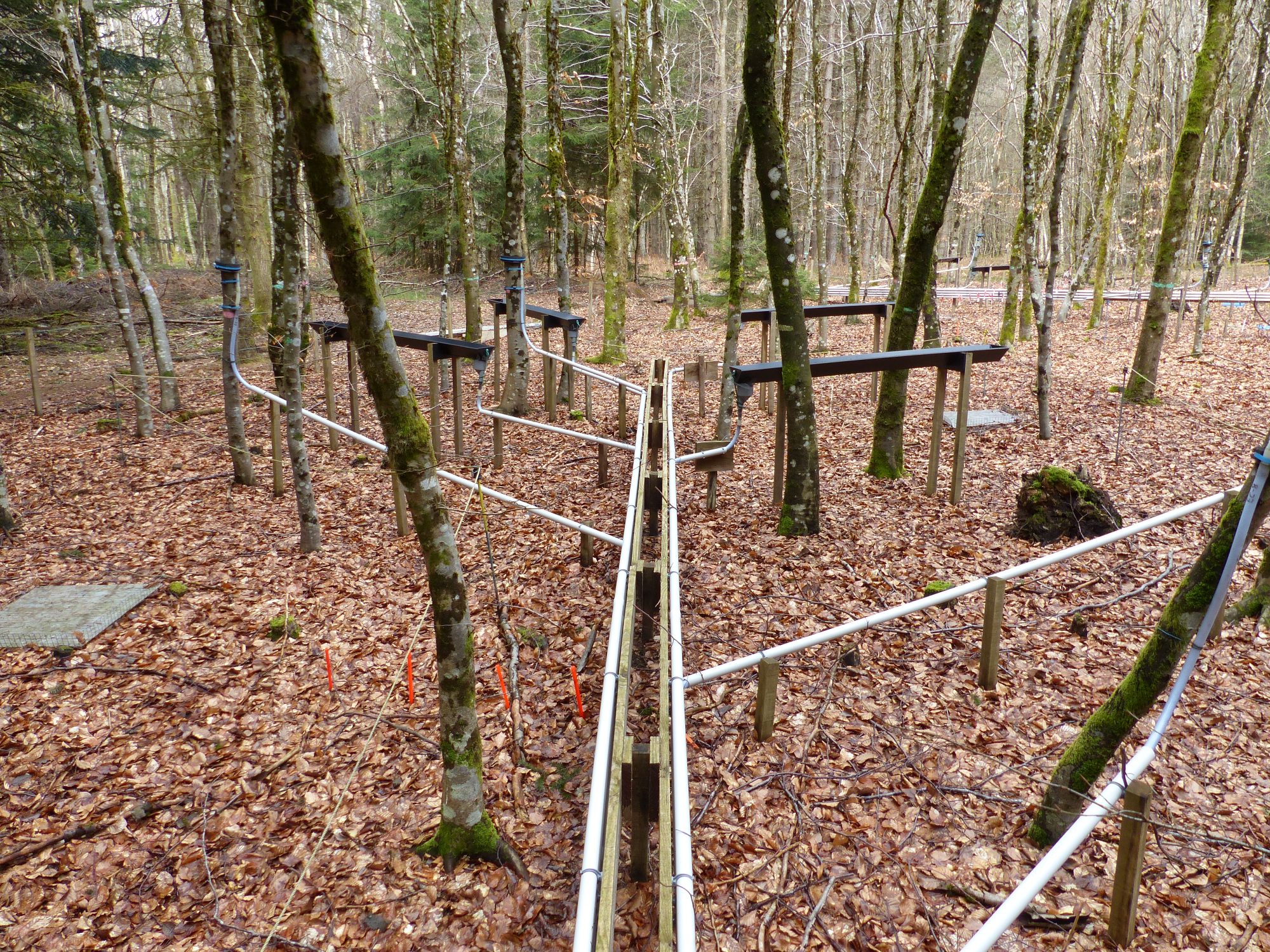 In natura experimentation Forêt Breuil